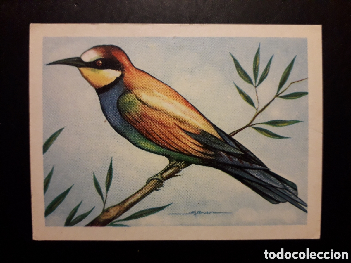 Colecionismo Cromos antigos: ABEJARUCO COM&Uacute;N N&deg; 92 EL MUNDO DE LAS AVES, ED FERCA 1962 SIN PEGAR, PEDIDO M&Iacute;NIMO 3&euro;