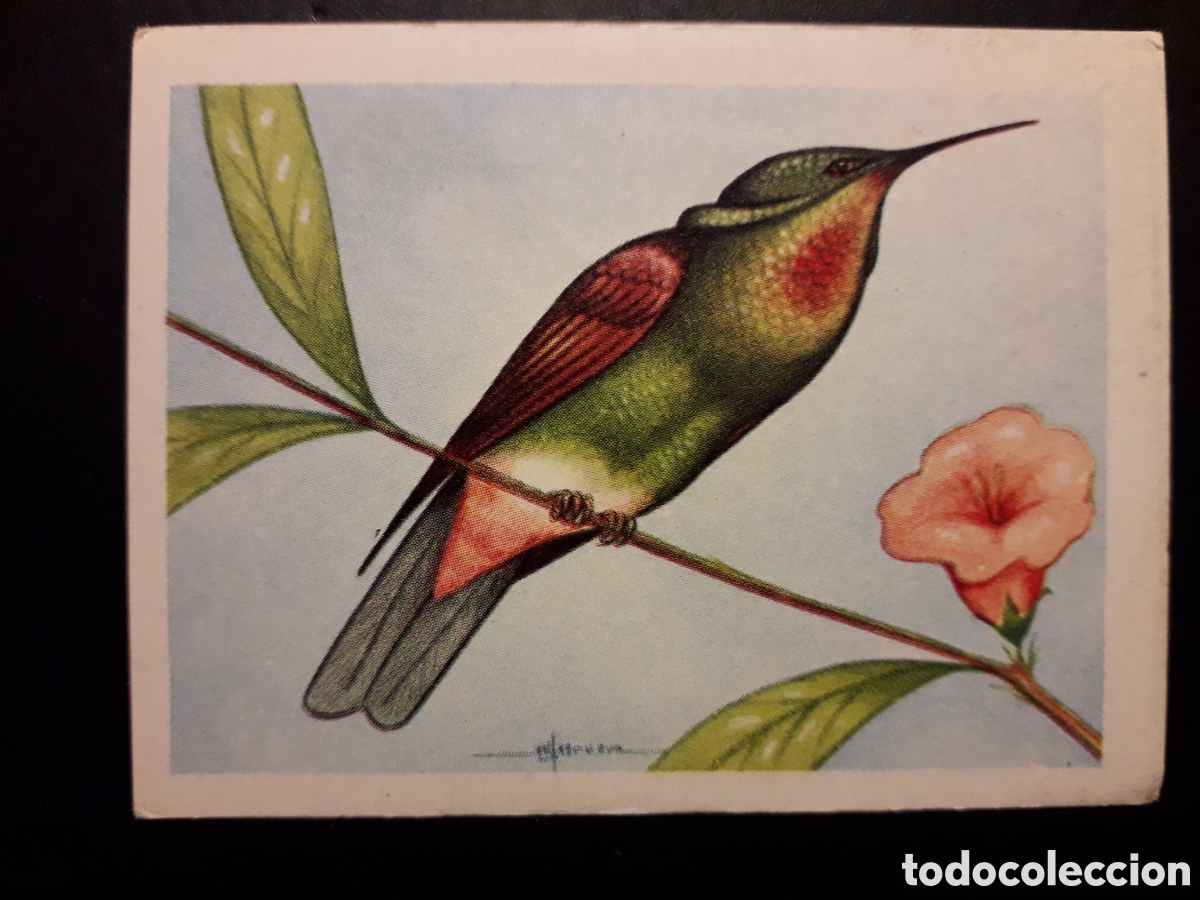 Colecionismo Cromos antigos: PETAS&Oacute;FORO N&deg; 101 EL MUNDO DE LAS AVES, ED FERCA 1962 SIN PEGAR, PEDIDO M&Iacute;NIMO 3&euro;
