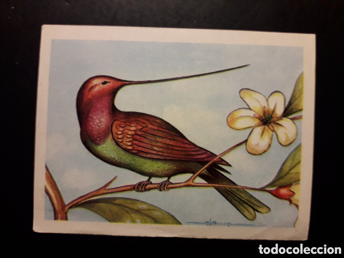 Colecionismo Cromos antigos: DOCIMASTA N&deg; 102 EL MUNDO DE LAS AVES, ED FERCA 1962 SIN PEGAR, PEDIDO M&Iacute;NIMO 3&euro;
