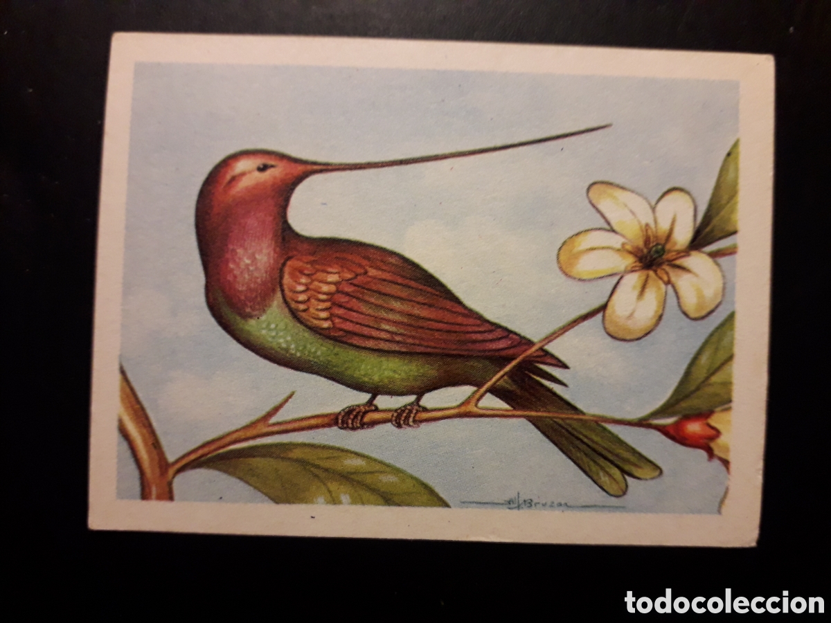 Colecionismo Cromos antigos: DOCIMASTA N&deg; 102 EL MUNDO DE LAS AVES, ED FERCA 1962 SIN PEGAR, PEDIDO M&Iacute;NIMO 3&euro;