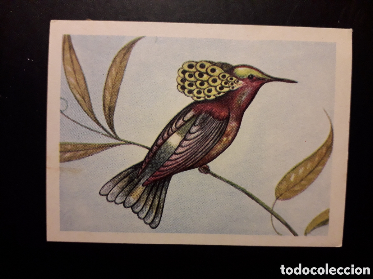 Colecionismo Cromos antigos: LOFORNIS N&deg; 103 EL MUNDO DE LAS AVES, ED FERCA 1962 SIN PEGAR, PEDIDO M&Iacute;NIMO 3&euro;