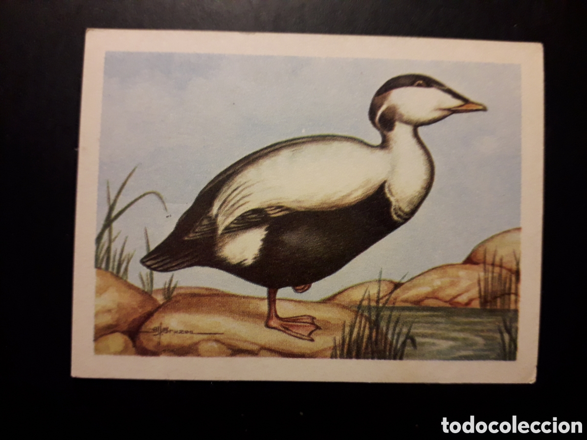 Colecionismo Cromos antigos: EIDER N&deg; 109 EL MUNDO DE LAS AVES, ED FERCA 1962 SIN PEGAR, PEDIDO M&Iacute;NIMO 3&euro;
