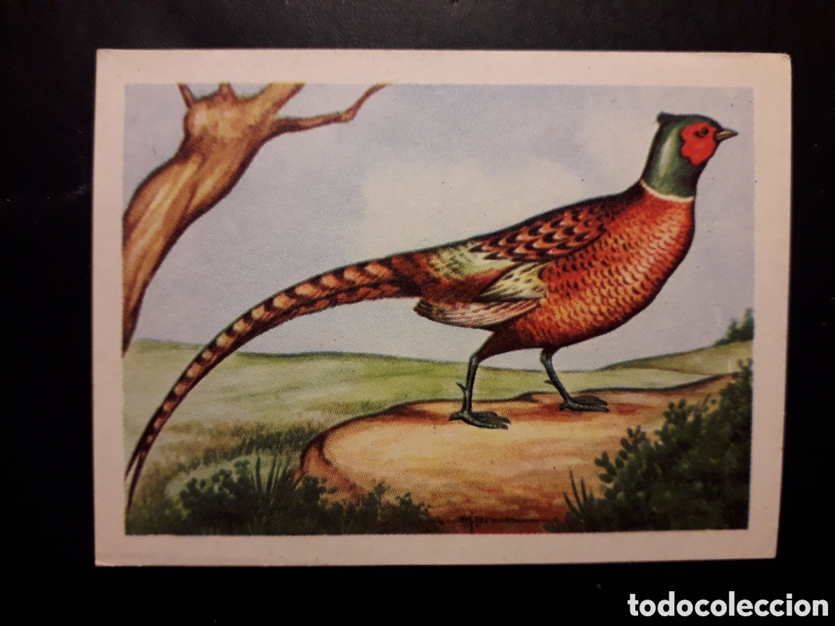 Sammeln alte Sammelbilder: FAIS&Aacute;N N&deg; 131 EL MUNDO DE LAS AVES, ED FERCA 1962 SIN PEGAR, PEDIDO M&Iacute;NIMO 3&euro;