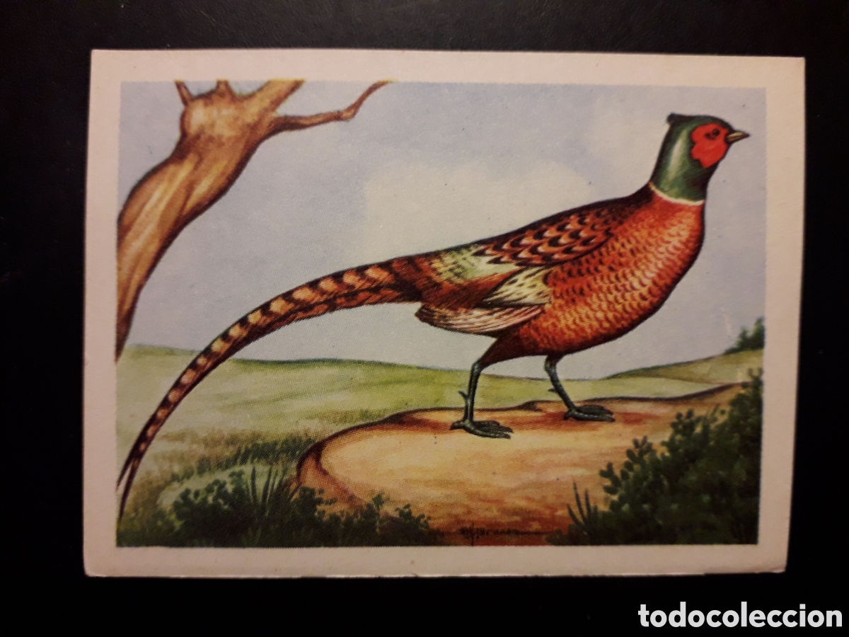 Collezionismo Figurine antiche: FAIS&Aacute;N N&deg; 131 EL MUNDO DE LAS AVES, ED FERCA 1962 SIN PEGAR, PEDIDO M&Iacute;NIMO 3&euro;
