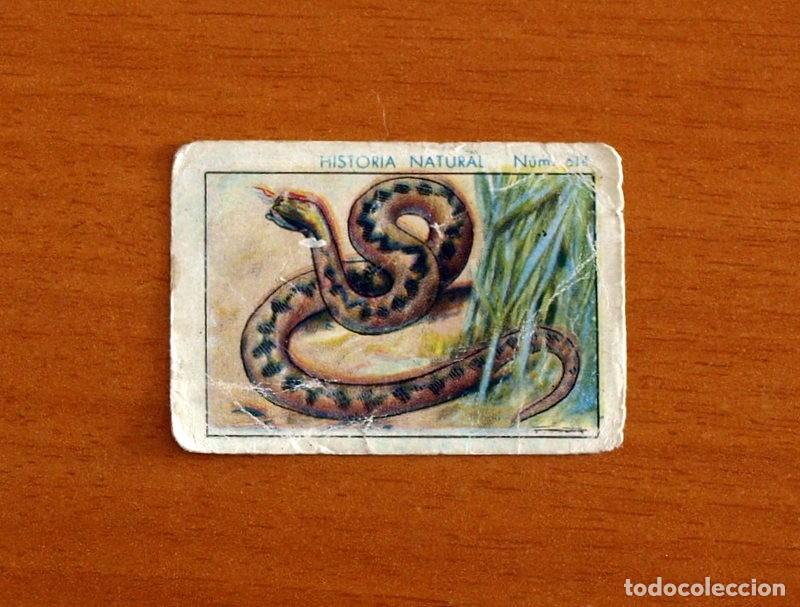 Coleccionismo Cromos antiguos: Historia Natural -N&ordm; 614 Aspid -Chocolate Juncosa A&ntilde;o 1935 -Nunca Pegado