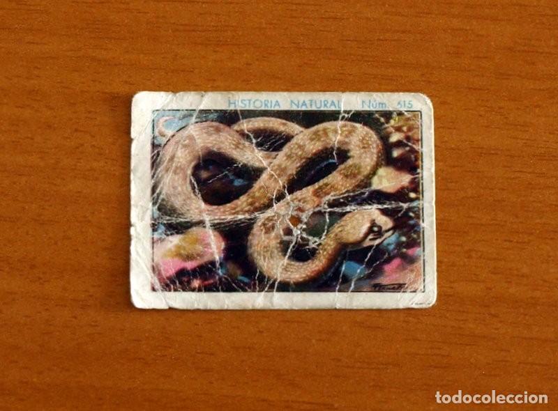 Coleccionismo Cromos antiguos: Historia Natural -N&ordm; 615 V&iacute;vora Cornuda -Chocolate Juncosa A&ntilde;o 1935 -Nunca Pegado