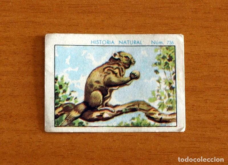 Coleccionismo Cromos antiguos: Historia Natural - N&ordm; 736 Oposum Volador - Chocolate Juncosa A&ntilde;o 1935 - Nunca Pegado