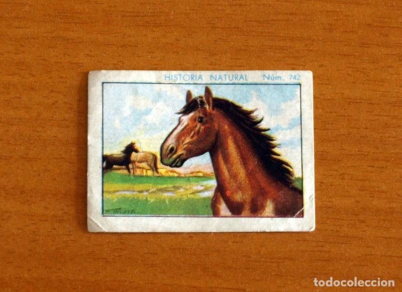 Coleccionismo Cromos antiguos: Historia Natural - N&ordm; 742 Caballo - Chocolate Juncosa A&ntilde;o 1935 - Nunca Pegado