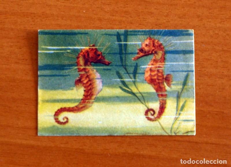 Coleccionismo Cromos antiguos: Historia Natural - N&ordm; 134 Caballo de Mar Hipocampo - Editorial Afer A&ntilde;os 40 - Nunca Pegado