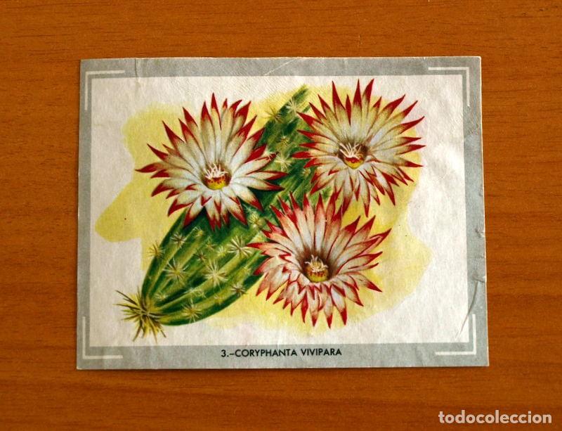 Coleccionismo Cromos antiguos: Vida y Color - Cromo N&ordm; 3 Coryphanta Vivipara - 1&ordm; &Aacute;lbum - &Aacute;lbumes Espa&ntilde;oles A&ntilde;o 1965