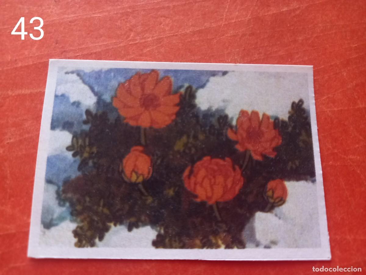 Coleccionismo cromos antiguos: Cromo n.43 Abeja maya RBA - Foto 1