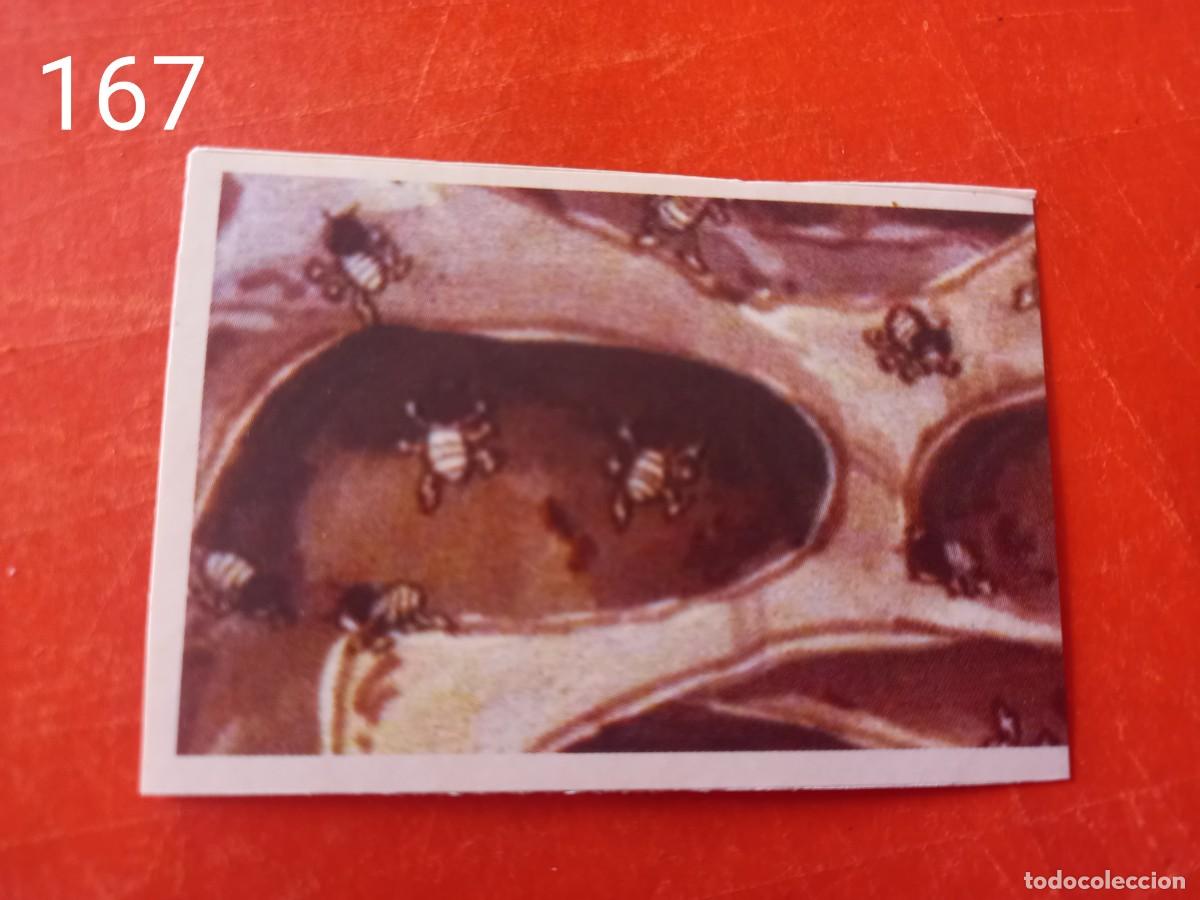Coleccionismo cromos antiguos: Cromo n.167 Abeja maya RBA - Foto 1
