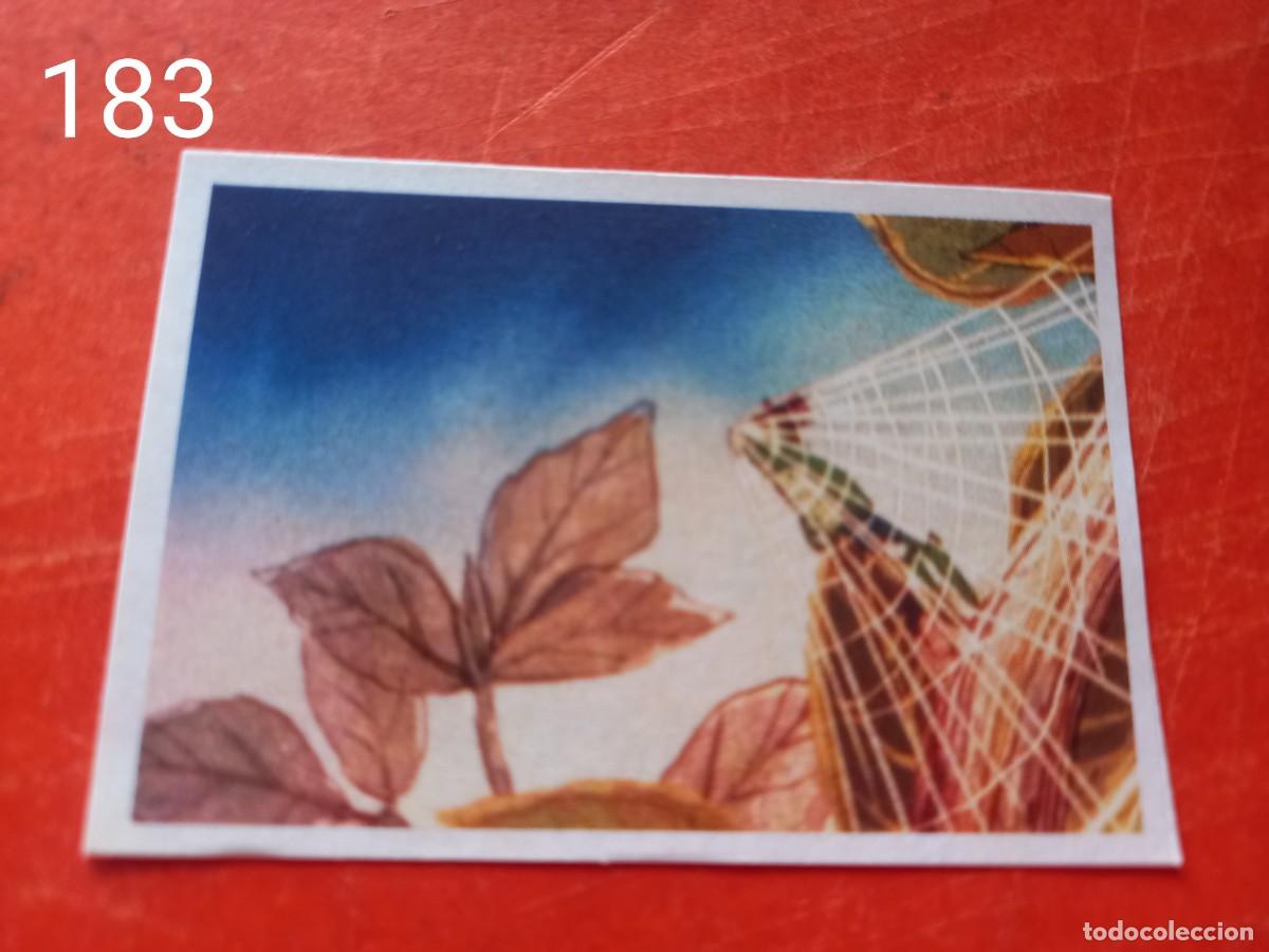 Coleccionismo cromos antiguos: Cromo n.183 Abeja maya RBA - Foto 1