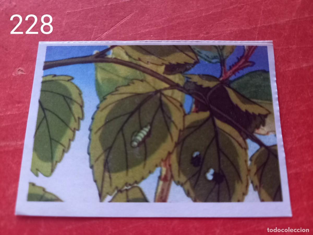 Coleccionismo cromos antiguos: Cromo n.228 Abeja maya RBA - Foto 1