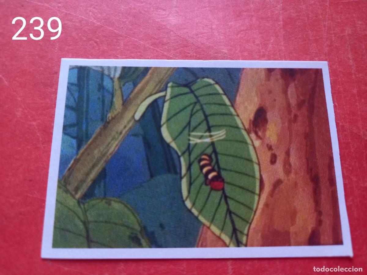 Coleccionismo cromos antiguos: Cromo n.239 Abeja maya RBA - Foto 1