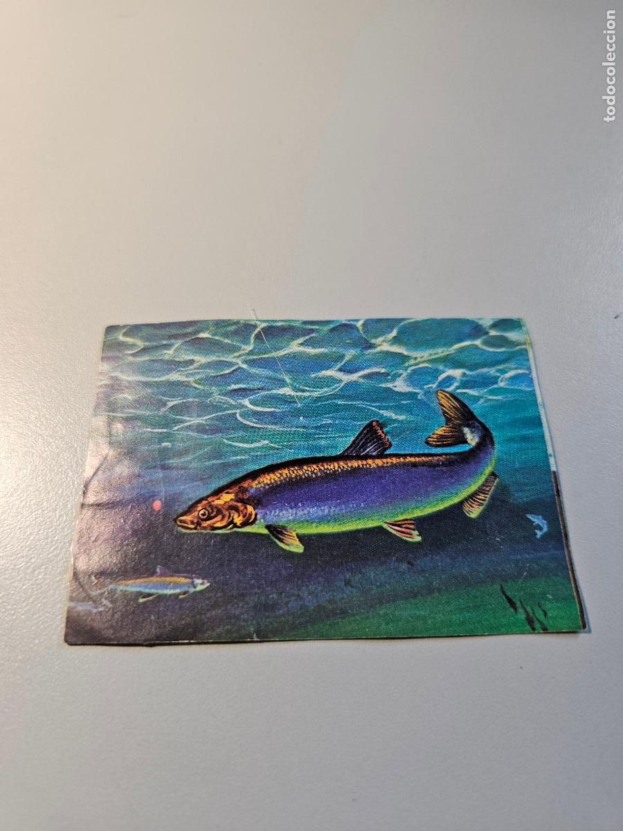 Coleccionismo Cromos antiguos: &Aacute;lbum EL PORQUE DE LAS COSAS 3 BIMBO CROMO 40 Bimbo 1973 / Despegado