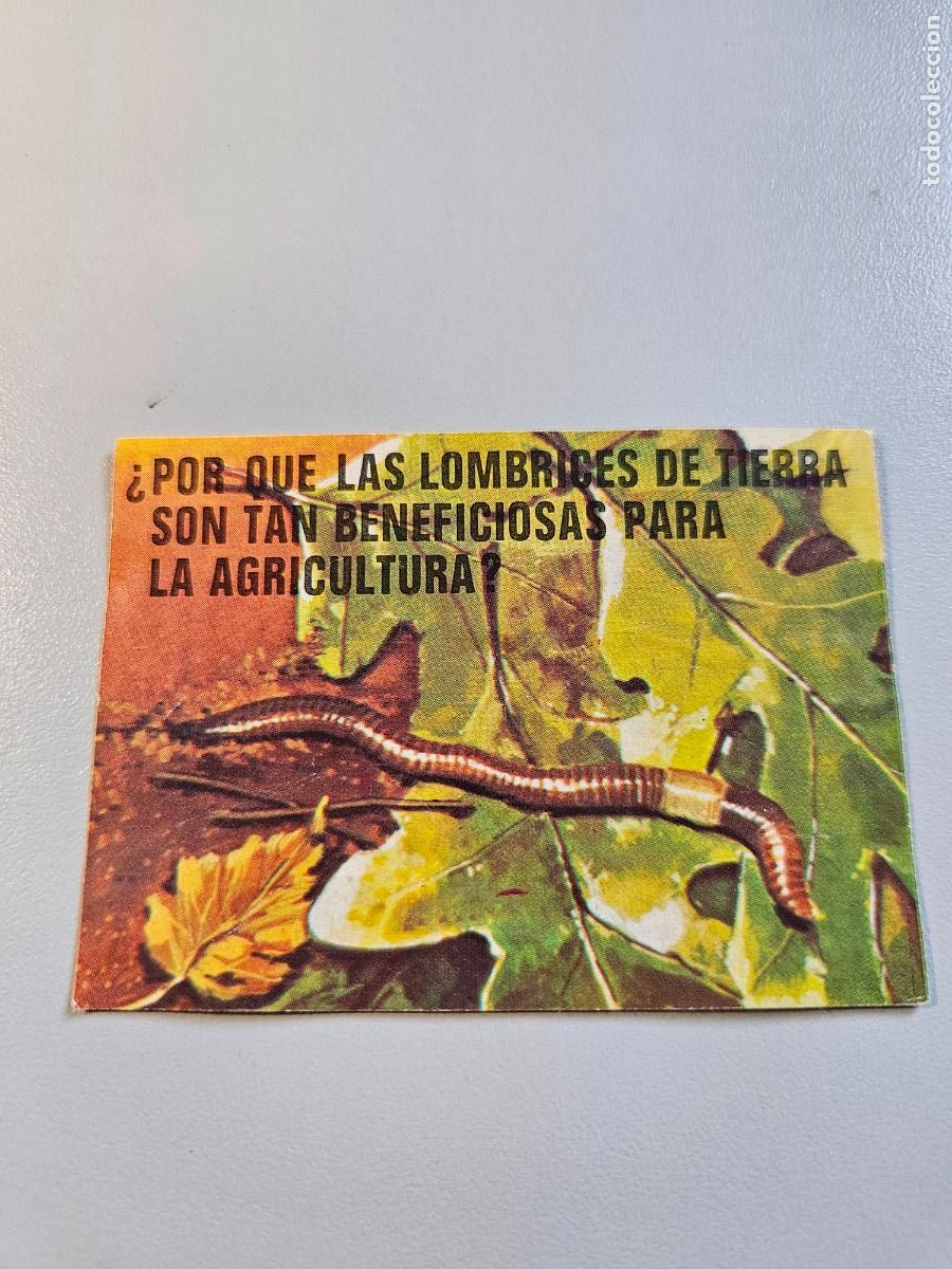 Coleccionismo Cromos antiguos: &Aacute;lbum EL PORQUE DE LAS COSAS 3 BIMBO CROMO 55 Bimbo 1973 / Despegado