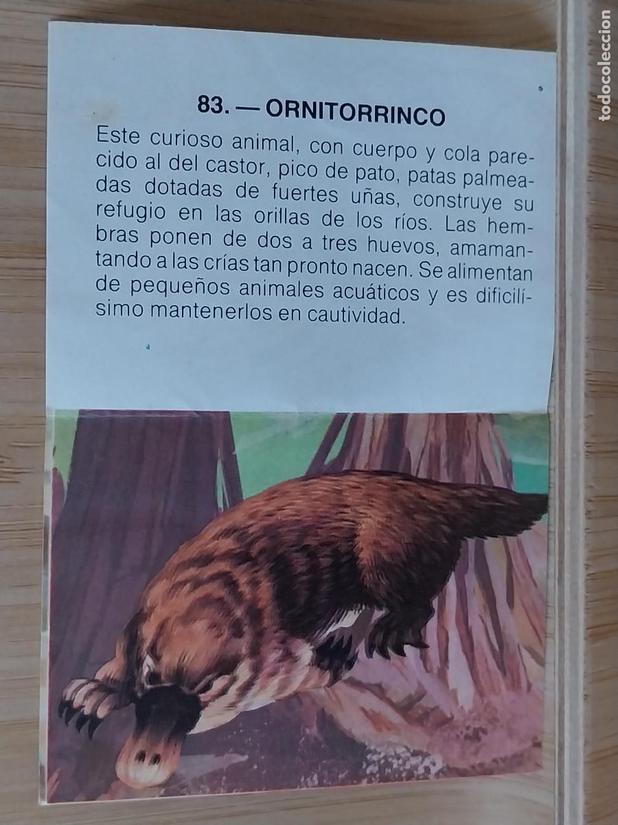 Coleccionismo Cromos antiguos: ORNITORRINCO DOM&Eacute;STICO ZOOBIMBO BIMBO A&Ntilde;O 1978 CROMO 83 RECUPERADO ORIGINAL