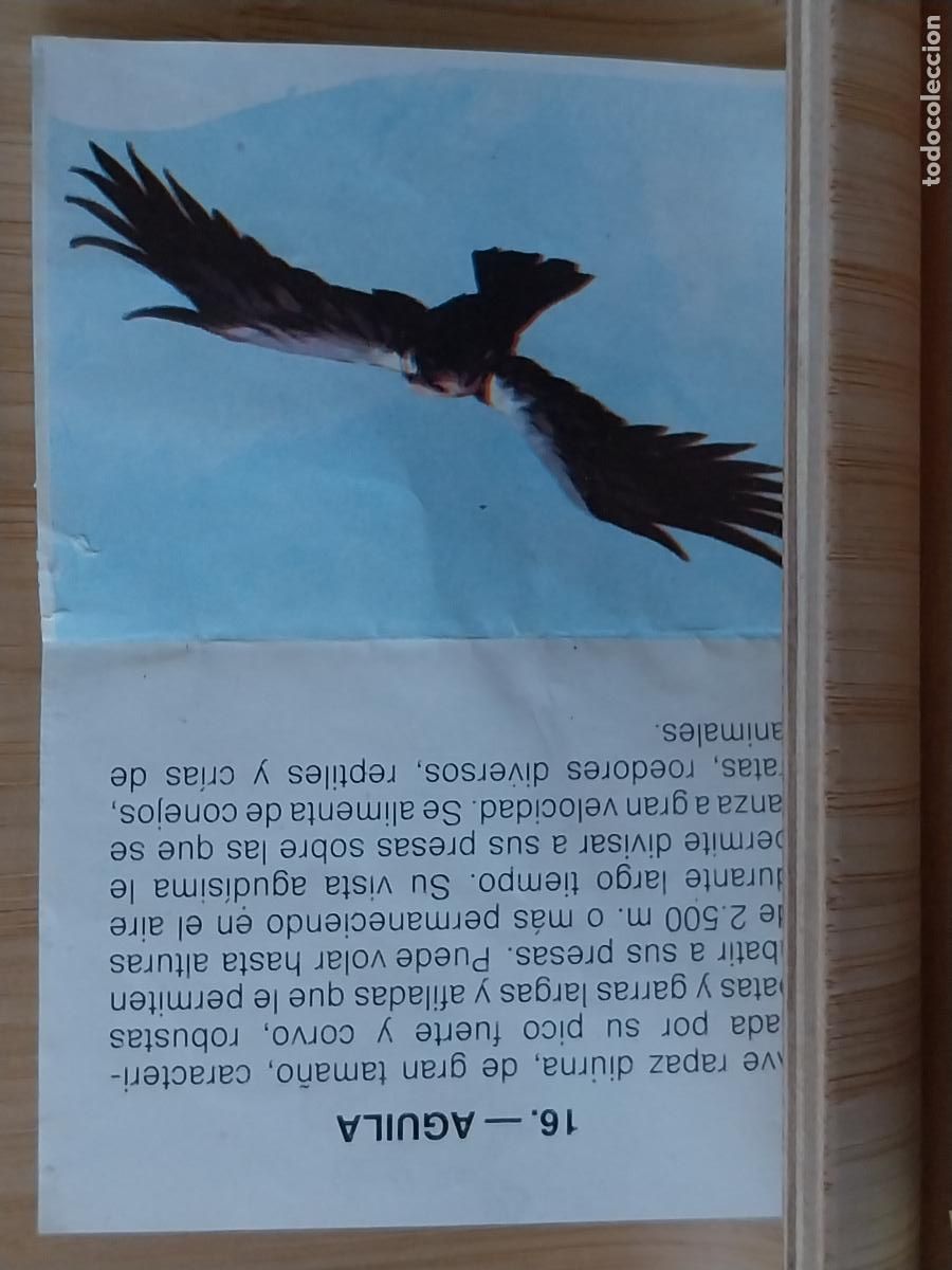 Coleccionismo Cromos antiguos: AGUILA DOM&Eacute;STICO ZOOBIMBO BIMBO A&Ntilde;O 1978 CROMO 16 RECUPERADO ORIGINAL