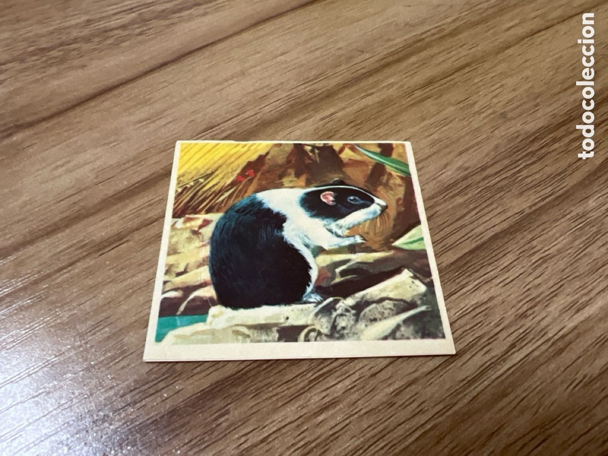 Collectable Antique Stickers: 1982 ANIMALES SALVAJES - DIFUSORA DE CULTURA N&ordm; 261 CONEJO DE INDIA