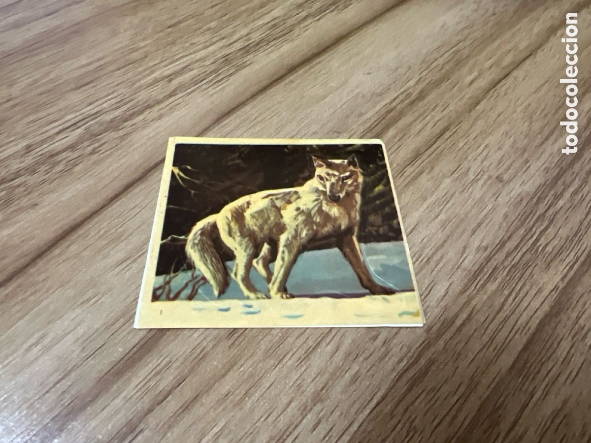 Collectable Antique Stickers: 1982 ANIMALES SALVAJES - DIFUSORA DE CULTURA N&ordm; 111 LOBO ARTICO