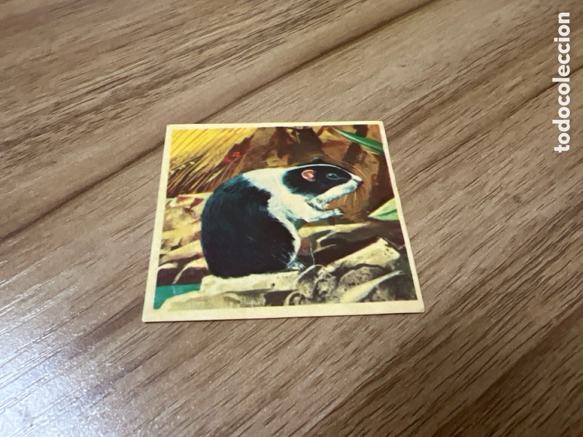 Sammeln alte Sammelbilder: 1982 ANIMALES SALVAJES - DIFUSORA DE CULTURA N&ordm; 261 CONEJO DE INDIAS