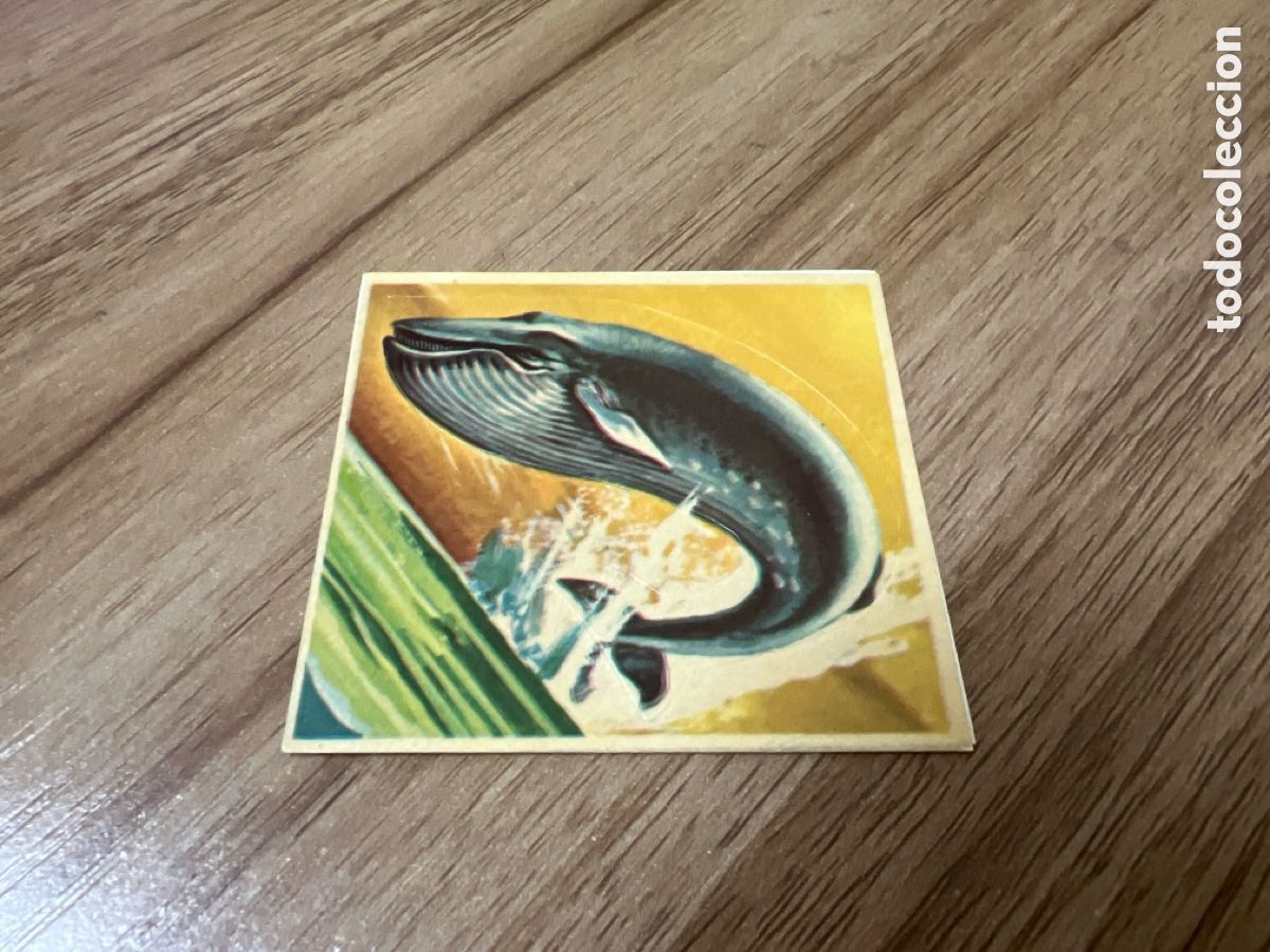 Sammeln alte Sammelbilder: 1982 ANIMALES SALVAJES - DIFUSORA DE CULTURA N&ordm; 182 BALLENA AZUL