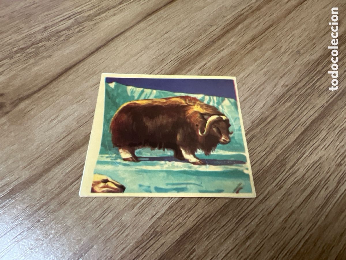 Sammeln alte Sammelbilder: 1982 ANIMALES SALVAJES - DIFUSORA DE CULTURA N&ordm; 100 BUEY ALMIZCLADO