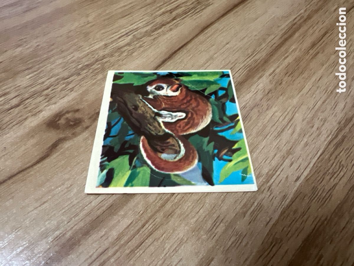 Coleccionismo Cromos antiguos: 1982 ANIMALES SALVAJES - DIFUSORA DE CULTURA N&ordm; 208 ARDILLA VOLADORA