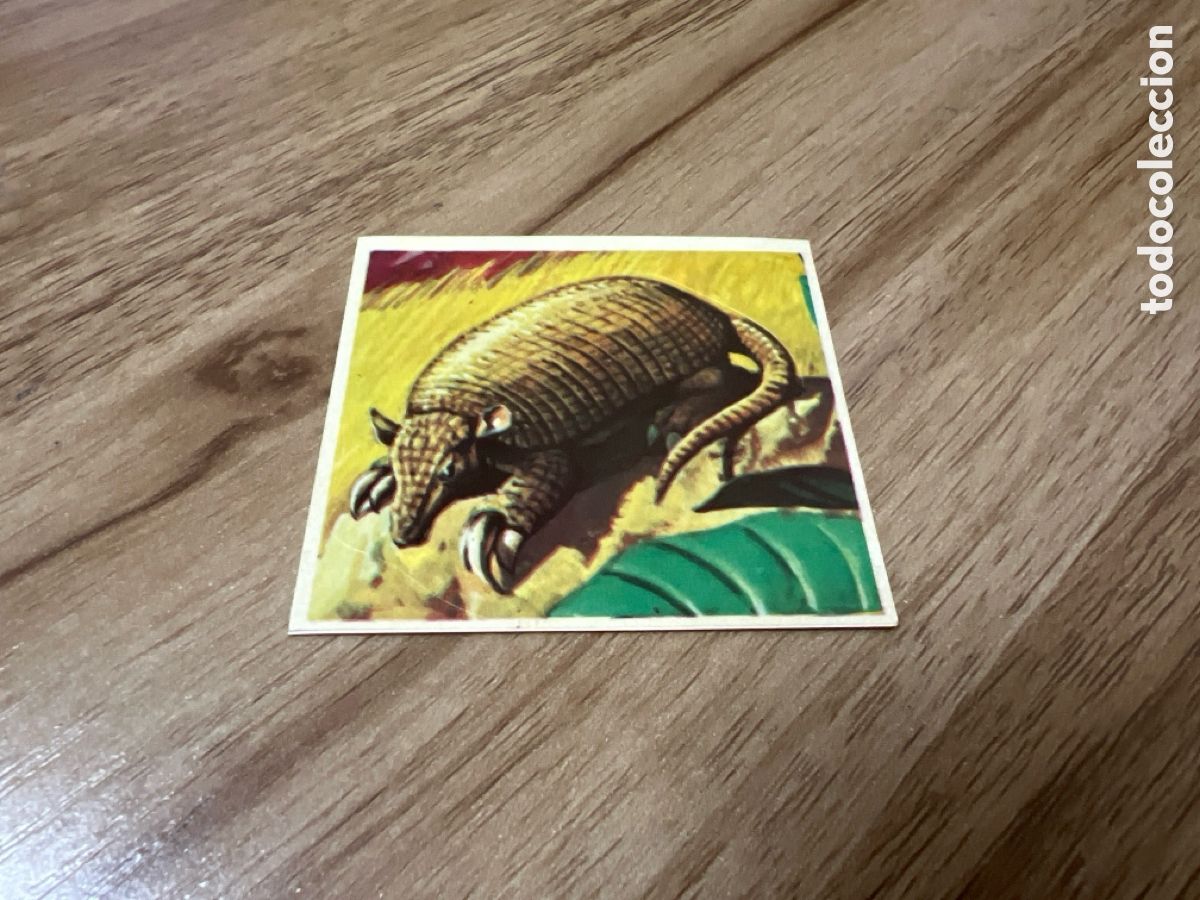 Coleccionismo Cromos antiguos: 1982 ANIMALES SALVAJES - DIFUSORA DE CULTURA N&ordm; 262 ARMADILLO GIGANTE