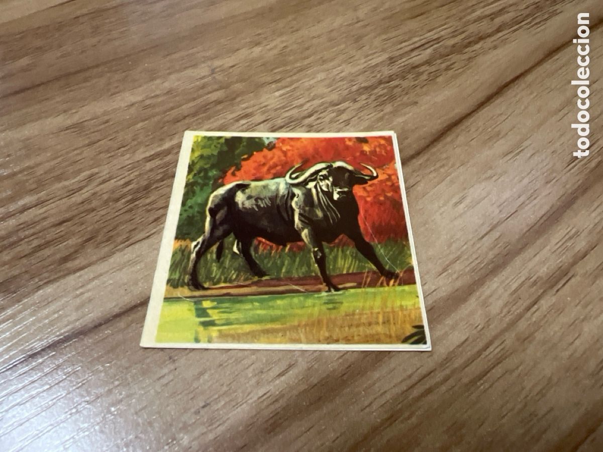 Coleccionismo Cromos antiguos: 1982 ANIMALES SALVAJES - DIFUSORA DE CULTURA N&ordm; 40 BUFALO CAFRE