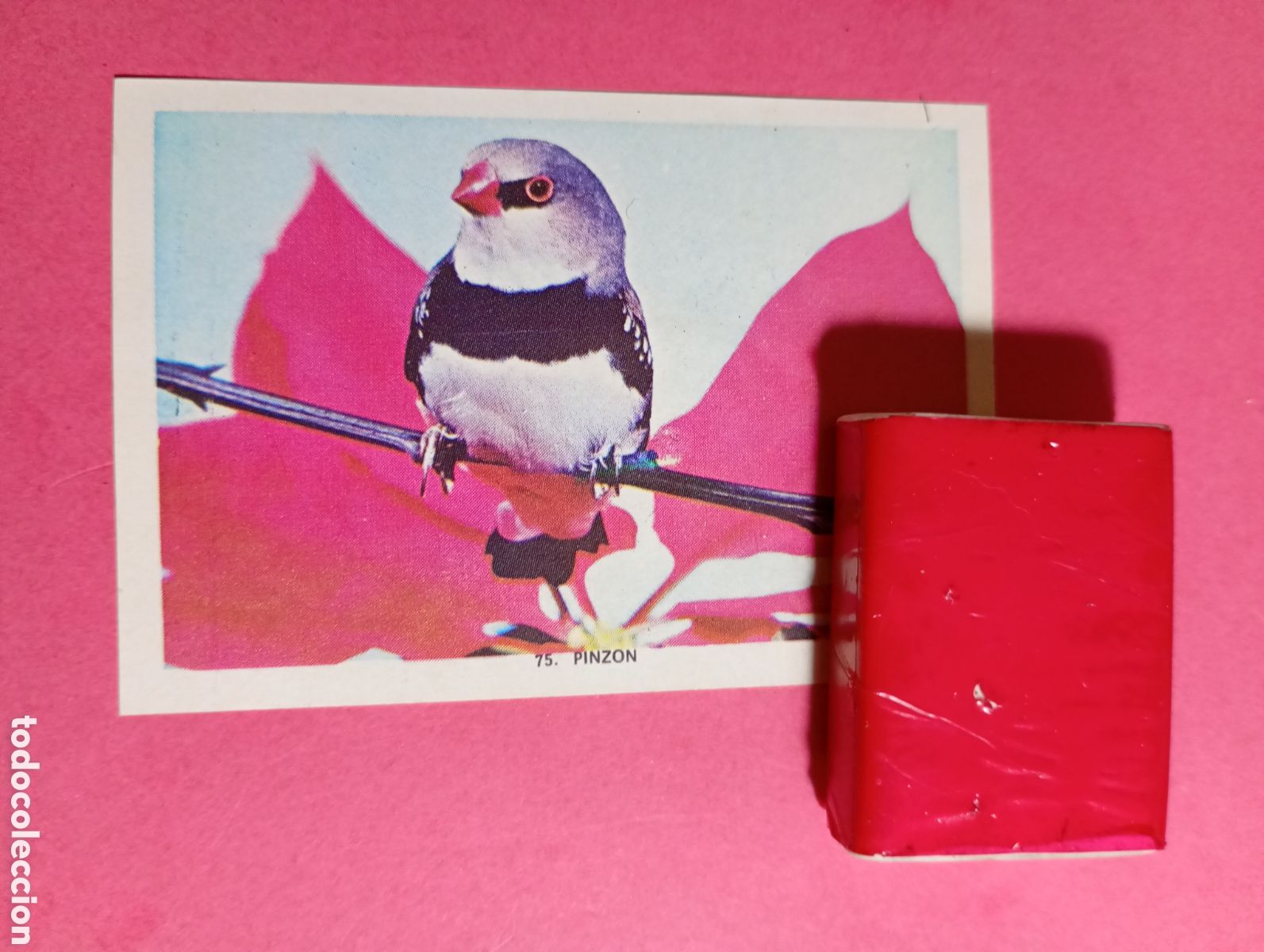 Collectionnisme Cartes &agrave; collectionner anciennes: CROMO COLOR N&ordm; 75 PINZ&Oacute;N SIN M&Aacute;S DATOS