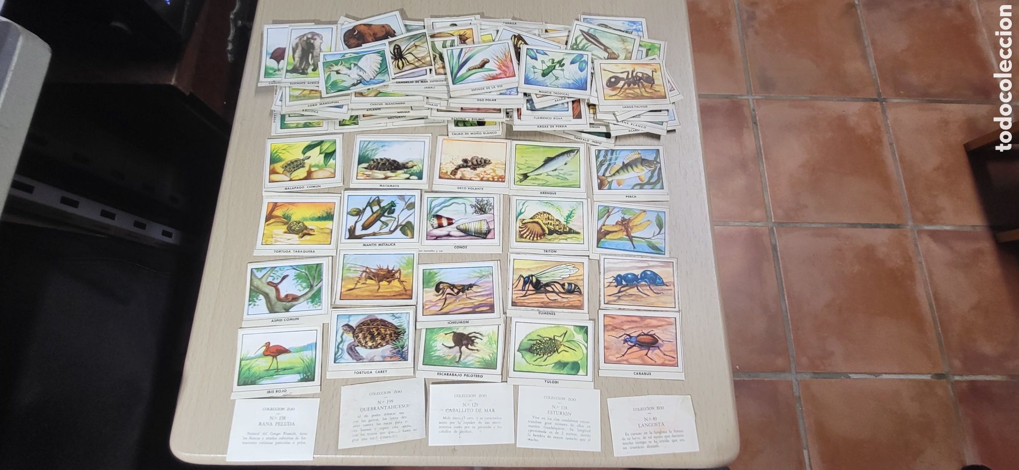 Coleccionismo Cromos antiguos: CROMOS DEL ALBUM ZOO DE EDICIONES CLIPER &rdquo;RECUPERADOS&rdquo;