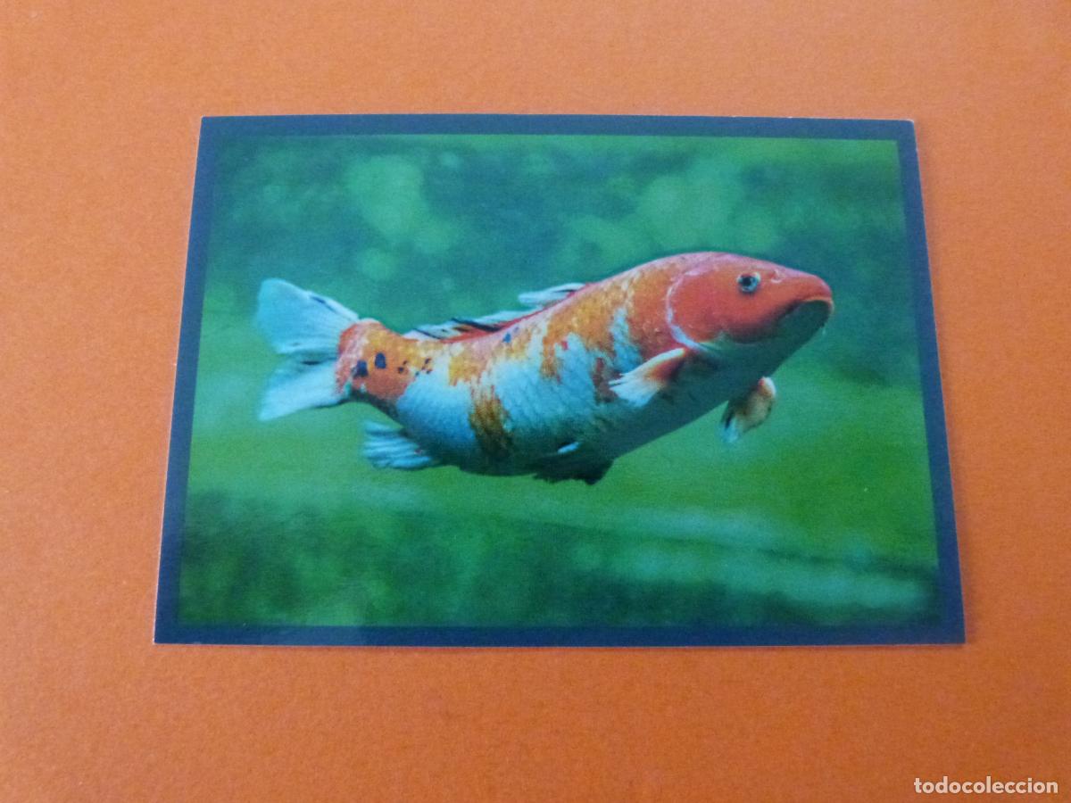 Colecionismo Cromos antigos: CROMO MUNDO ANIMAL LOS RECORDS SIN PEGAR N&ordm; 187 A&Ntilde;O 2025 ALBUM MUNDO ANIMAL LOS RECORDS DE PANINI