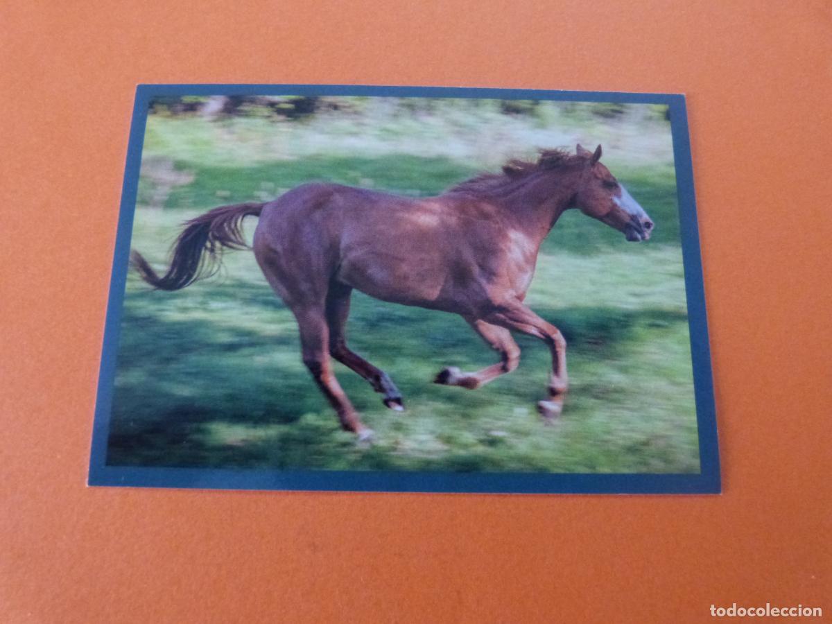 Colecionismo Cromos antigos: CROMO MUNDO ANIMAL LOS RECORDS SIN PEGAR N&ordm; 185 A&Ntilde;O 2025 ALBUM MUNDO ANIMAL LOS RECORDS DE PANINI