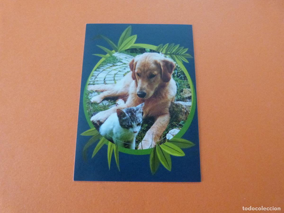 Colecionismo Cromos antigos: CROMO MUNDO ANIMAL LOS RECORDS SIN PEGAR N&ordm; 181 A&Ntilde;O 2025 ALBUM MUNDO ANIMAL LOS RECORDS DE PANINI