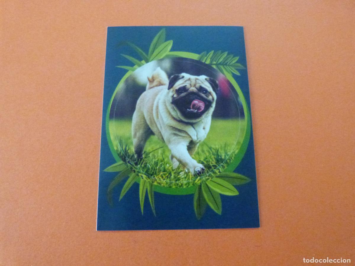 Colecionismo Cromos antigos: CROMO MUNDO ANIMAL LOS RECORDS SIN PEGAR N&ordm; 177 A&Ntilde;O 2025 ALBUM MUNDO ANIMAL LOS RECORDS DE PANINI