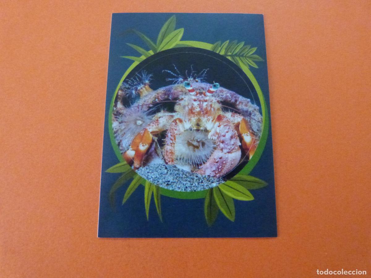 Colecionismo Cromos antigos: CROMO MUNDO ANIMAL LOS RECORDS SIN PEGAR N&ordm; 171 A&Ntilde;O 2025 ALBUM MUNDO ANIMAL LOS RECORDS DE PANINI