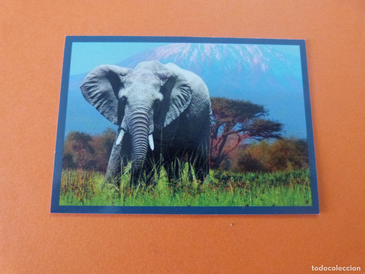 Coleccionismo Cromos antiguos: CROMO MUNDO ANIMAL LOS RECORDS SIN PEGAR N&ordm; 4 A&Ntilde;O 2025 ALBUM MUNDO ANIMAL LOS RECORDS DE PANINI