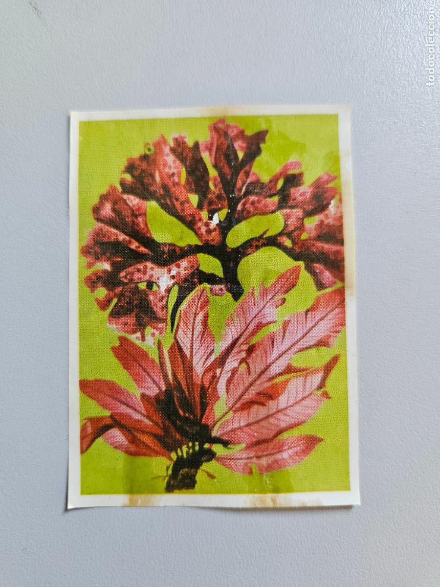 Coleccionismo Cromos antiguos: Panorama animales y plantas cromo n&ordm; 5, &aacute;lbum Maga, 1976