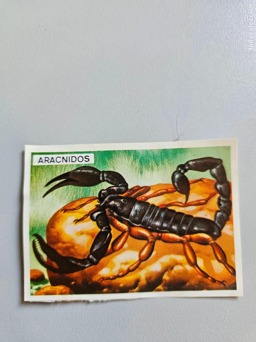 Coleccionismo Cromos antiguos: Panorama animales y plantas cromo n&ordm; 10, &aacute;lbum Maga, 1976