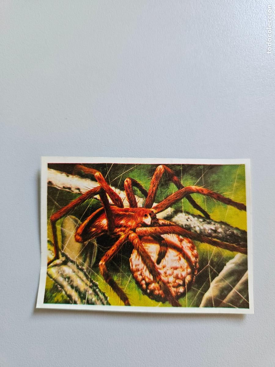 Coleccionismo Cromos antiguos: Panorama animales y plantas cromo n&ordm; 16, &aacute;lbum Maga, 1976