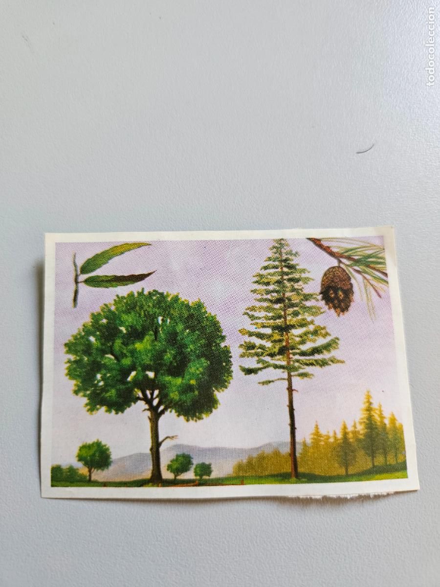 Coleccionismo Cromos antiguos: Panorama animales y plantas cromo n&ordm; 21, &aacute;lbum Maga, 1976