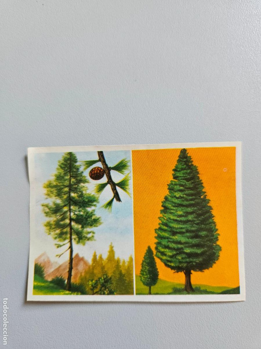 Coleccionismo Cromos antiguos: Panorama animales y plantas cromo n&ordm; 22, &aacute;lbum Maga, 1976