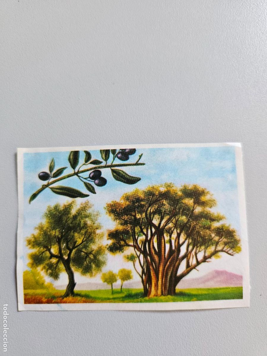 Coleccionismo Cromos antiguos: Panorama animales y plantas cromo n&ordm; 23, &aacute;lbum Maga, 1976