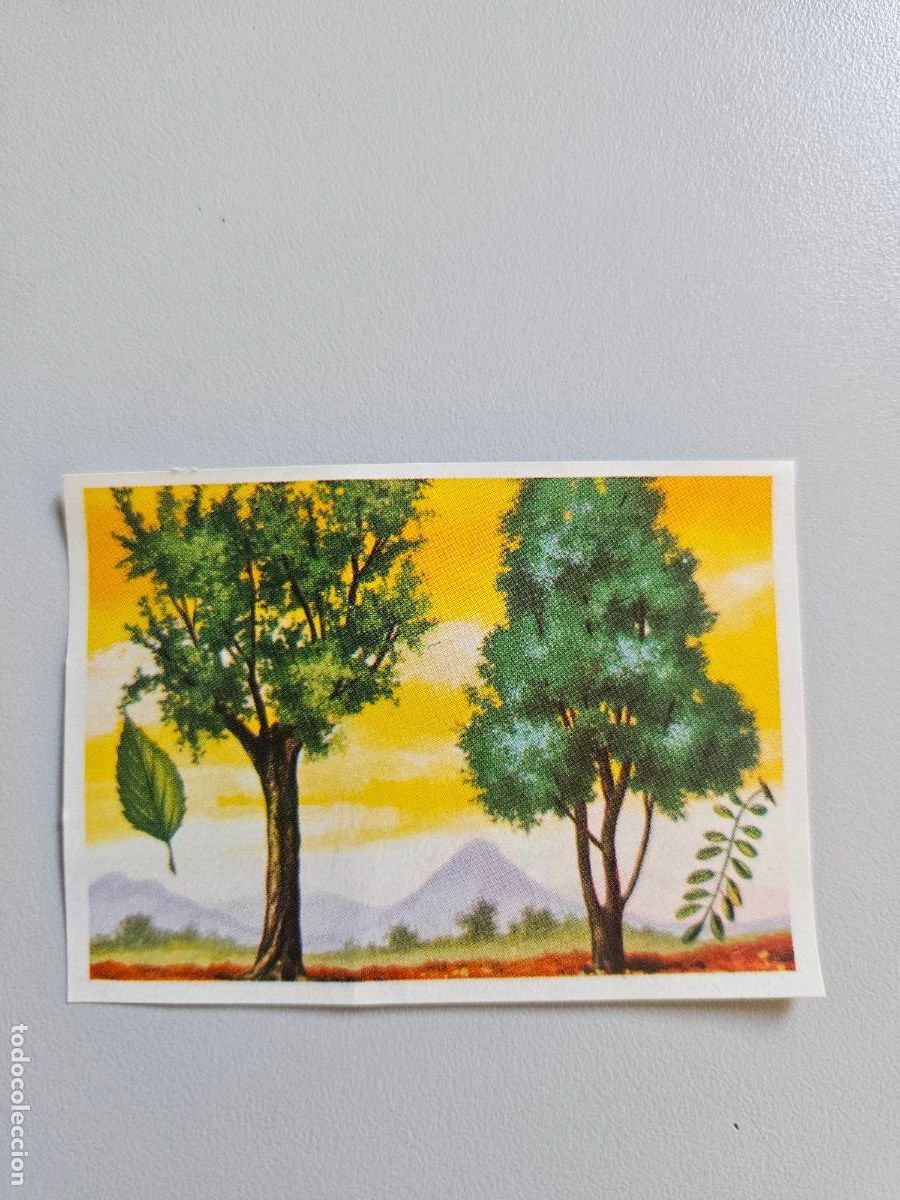 Coleccionismo Cromos antiguos: Panorama animales y plantas cromo n&ordm; 24, &aacute;lbum Maga, 1976