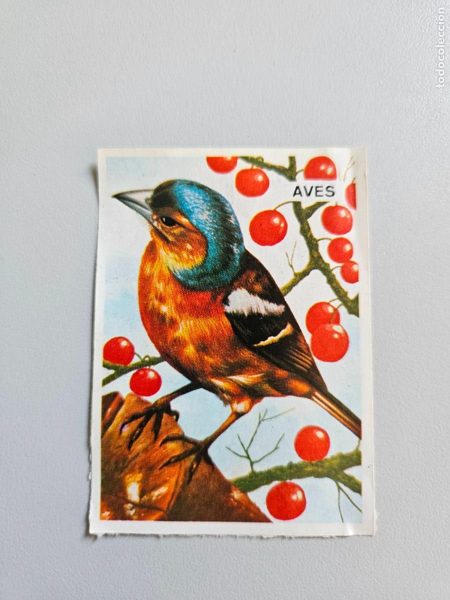 Coleccionismo Cromos antiguos: Panorama animales y plantas cromo n&ordm; 28, &aacute;lbum Maga, 1976