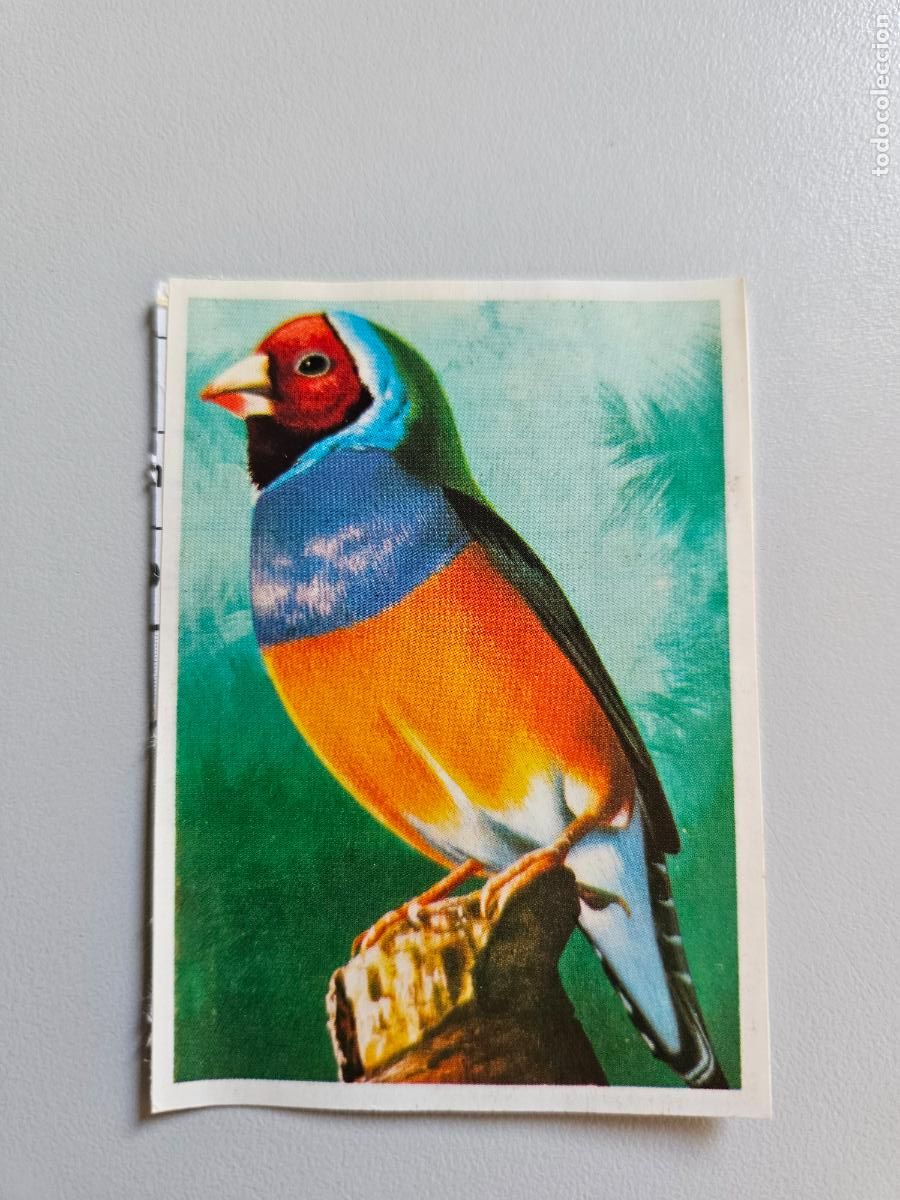 Coleccionismo Cromos antiguos: Panorama animales y plantas cromo n&ordm; 30, &aacute;lbum Maga, 1976