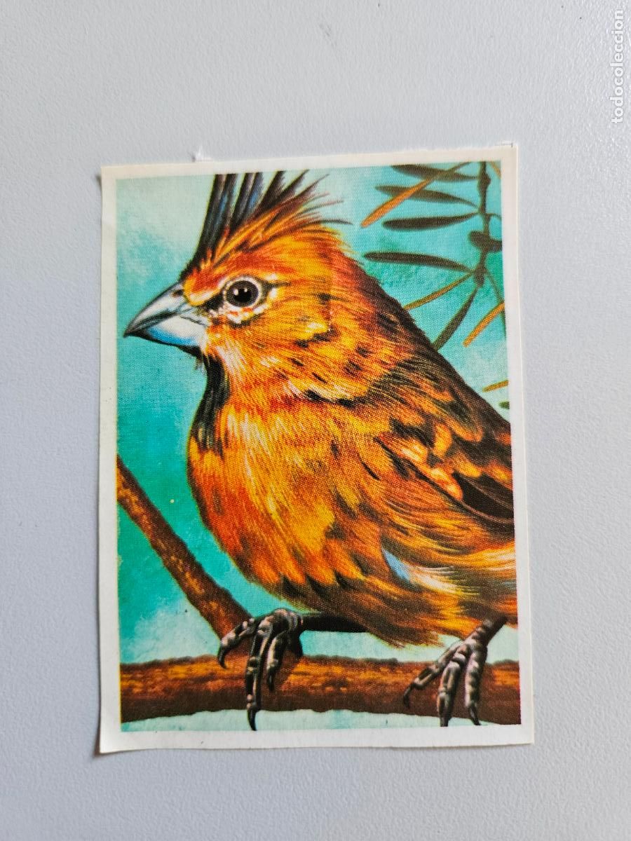 Coleccionismo Cromos antiguos: Panorama animales y plantas cromo n&ordm; 33, &aacute;lbum Maga, 1976