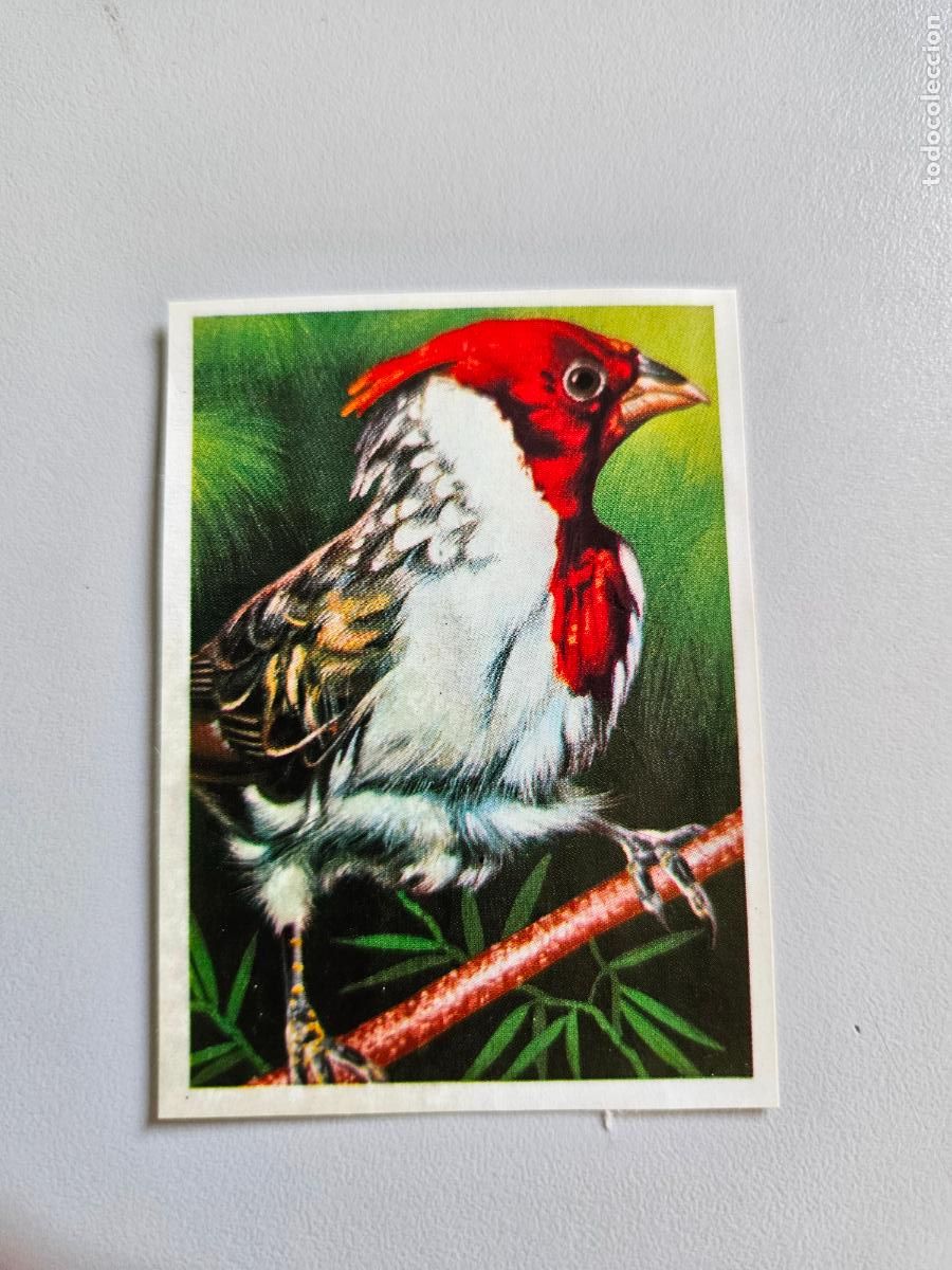 Coleccionismo Cromos antiguos: Panorama animales y plantas cromo n&ordm; 33, &aacute;lbum Maga, 1976